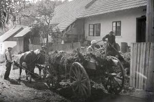 Nc_248_ČB negativ, nakládání hnoje před domem č. p. 5 v Mladkově, foto Miroslav Dukát, 1936