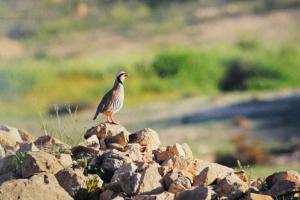 Izrael, ráj ornitologů
