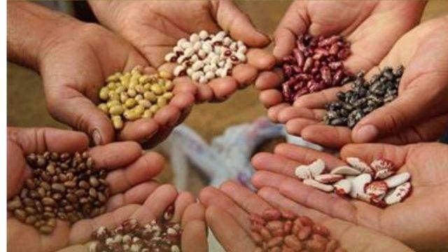 Úvod do semenaření a burza osiv